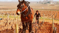 Domaine Thomas Collardot